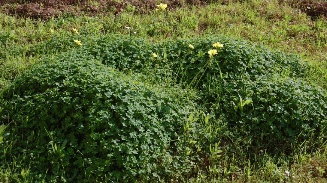 Oxalis pes-caprae